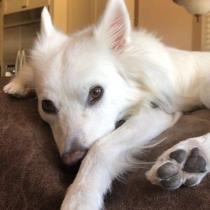 Meet your Posher, Kira